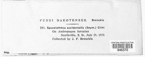 Sporisorium occidentale image